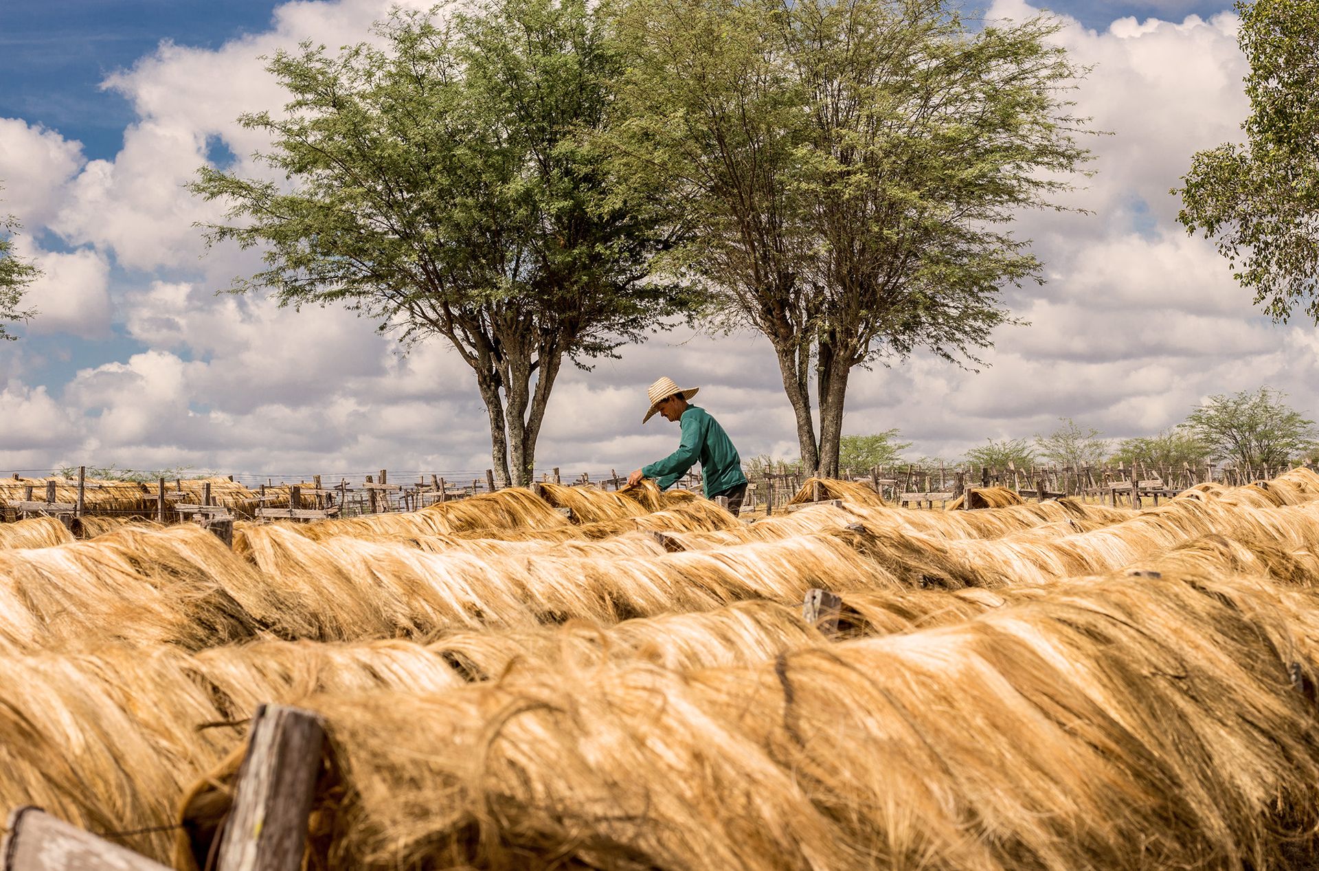 Foto eines Bauern, der die Fasern der Sisalagave zum trocknen aufhängt.
