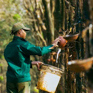 Foto eines Plantagenarbeiters der das Latex von Gummibäumen einsammelt.